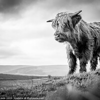 Buy canvas prints of Highland cow in uplands  by Sorcha Lewis