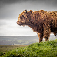 Buy canvas prints of A Highland cow standing on top of a hill by Sorcha Lewis