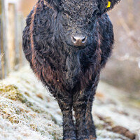 Buy canvas prints of Galloway Cow in frost by Sorcha Lewis