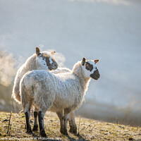 Buy canvas prints of A couple of sheep standing on top of a grass covered field in the frosty morning by Sorcha Lewis