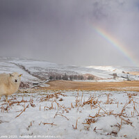 Buy canvas prints of Snow sheep rainbow Elan Valley by Sorcha Lewis
