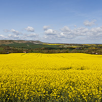 Buy canvas prints of Springtime in East Sussex by Ed Brown