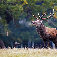 Buy canvas prints of Red deer stag by Ed Brown