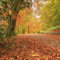 Buy canvas prints of Autumn Walk by John Hall