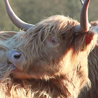 Buy canvas prints of Highland cow by Lisa Strange