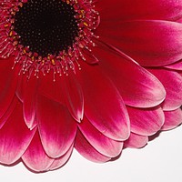 Buy canvas prints of Pink flower close up by Lisa Strange
