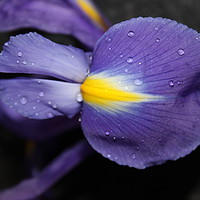 Buy canvas prints of Purple flower close up/macro by Lisa Strange