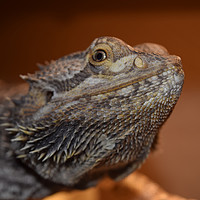 Buy canvas prints of Bearded Dragon 1 by Allan Smillie