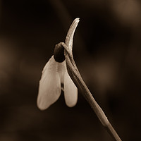 Buy canvas prints of Solitary Snowdrop by Carly Hodges