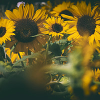 Buy canvas prints of Sunflowers brighten the darkest of days by Carly Hodges
