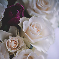 Buy canvas prints of Romantic Roses by Carly Hodges