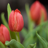 Buy canvas prints of Vibrant Tulips by Carly Hodges