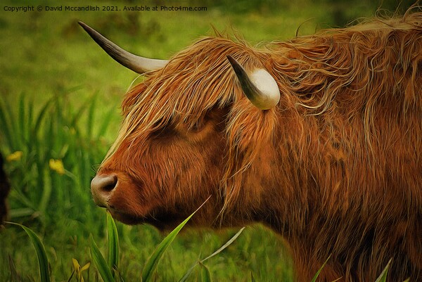 Highland cow Picture Board by David Mccandlish