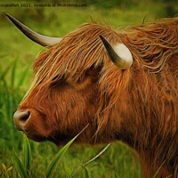Buy canvas prints of Highland cow by David Mccandlish