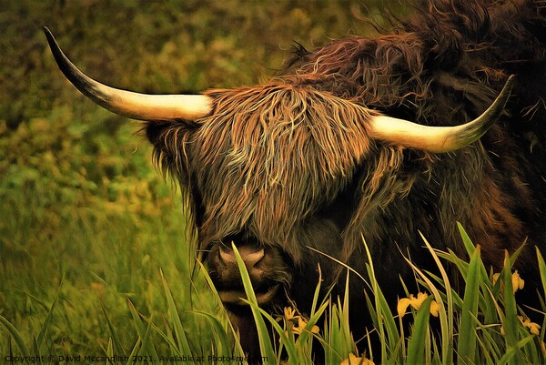 Highland Cattle Picture Board by David Mccandlish