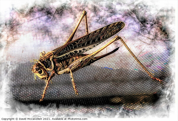 Grasshopper Picture Board by David Mccandlish