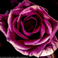Buy canvas prints of Rose and its Beauty by David Mccandlish