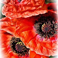 Buy canvas prints of Poppy Art by David Mccandlish
