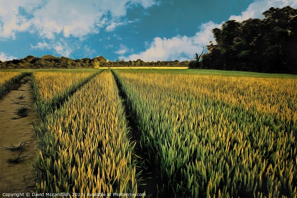 Barley Field  Suffolk Picture Board by David Mccandlish