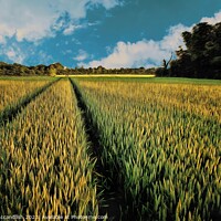Buy canvas prints of Barley Field  Suffolk by David Mccandlish