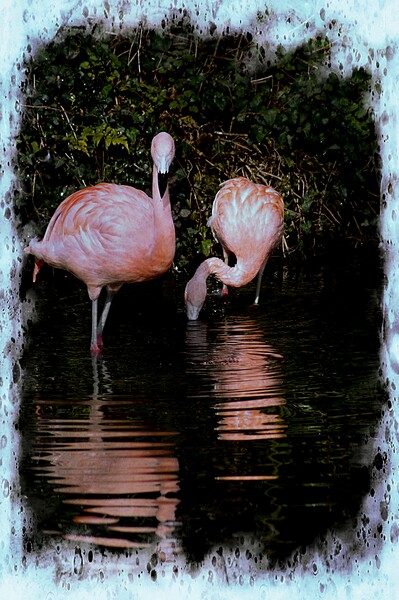 Pretty Flamingo Picture Board by David Mccandlish