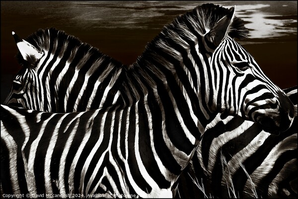Sentry Duty of the Zebra Picture Board by David Mccandlish