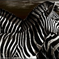Buy canvas prints of Sentry Duty of the Zebra by David Mccandlish
