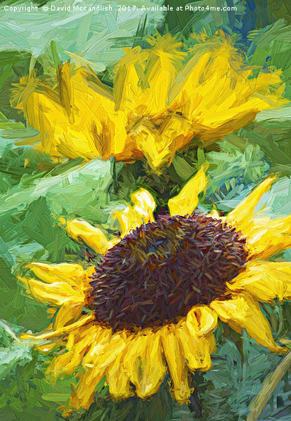Sunflower Picture Board by David Mccandlish