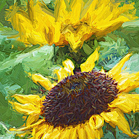 Buy canvas prints of Sunflower by David Mccandlish
