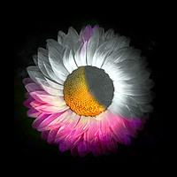 Buy canvas prints of Floral Eclipse by David Mccandlish