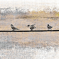 Buy canvas prints of Terns at Rest by David Mccandlish