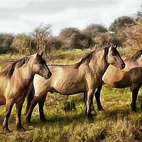 Buy canvas prints of Majestic Konik Ponies Roaming the Norfolk Broads by David Mccandlish