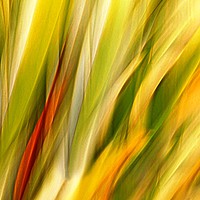 Buy canvas prints of Flax Leaves in Motion by David Mccandlish