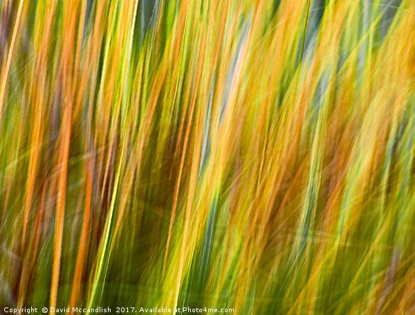Flax Leaves in the Wind             Picture Board by David Mccandlish