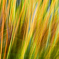 Buy canvas prints of Flax Leaves in the Wind             by David Mccandlish
