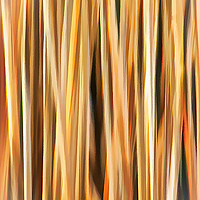 Buy canvas prints of Flax Leaves                     by David Mccandlish
