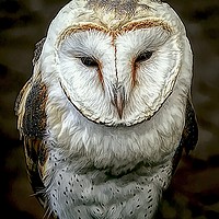 Buy canvas prints of Barn Owl by David Mccandlish