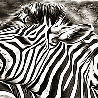 Buy canvas prints of A Tale of Two Zebras by David Mccandlish