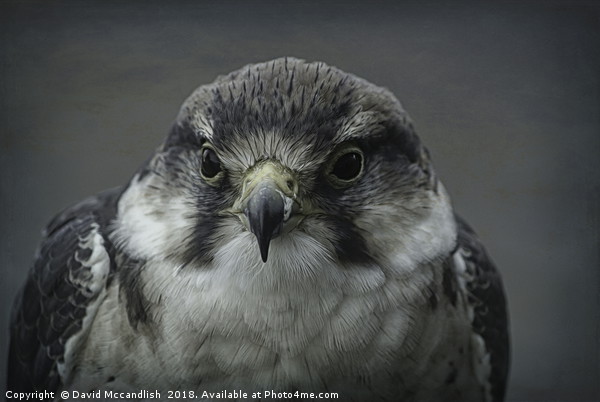 Peregrine Falcon                 Picture Board by David Mccandlish