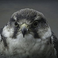 Buy canvas prints of Peregrine Falcon                 by David Mccandlish