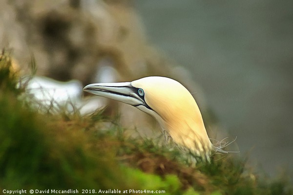 The Stark Face of the Gannet Picture Board by David Mccandlish