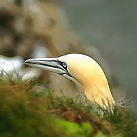 Buy canvas prints of The Stark Face of the Gannet by David Mccandlish