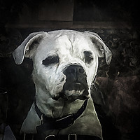 Buy canvas prints of Boxer Dog by David Mccandlish
