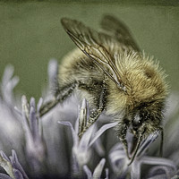 Buy canvas prints of Common Carder Bee by David Mccandlish