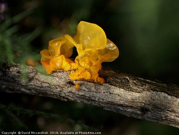 Witch's Butter Fungi                   Picture Board by David Mccandlish