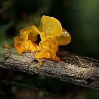 Buy canvas prints of Witch's Butter Fungi                   by David Mccandlish