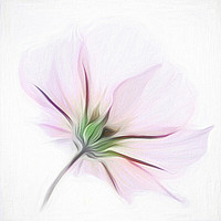 Buy canvas prints of Delicate Pink Cosmos           by David Mccandlish
