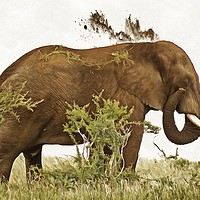 Buy canvas prints of Elephant Earth Dousing by David Mccandlish