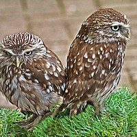 Buy canvas prints of Little Owl Pair by David Mccandlish