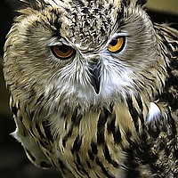 Buy canvas prints of Eagle Owl European by David Mccandlish